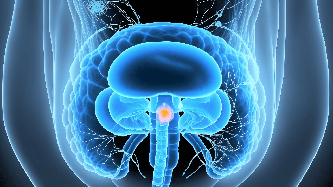 Bladder cancer of woman, Xray blue color. Generation AI. Image Credit: Adobe Stock Images/Adin