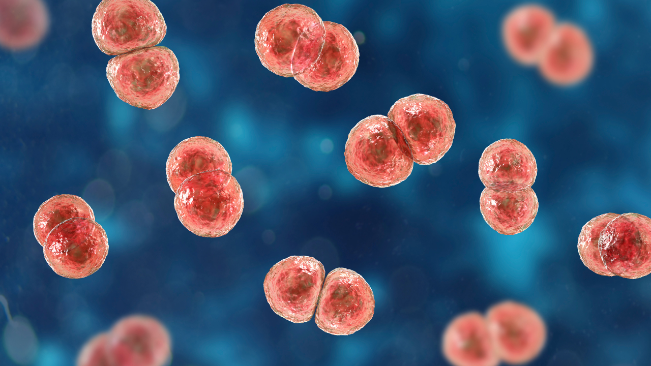 Streptococcus pneumoniae bacteria, 3D scientific illustration. Image Credit: Adobe Stock Images/Dr_Microbe