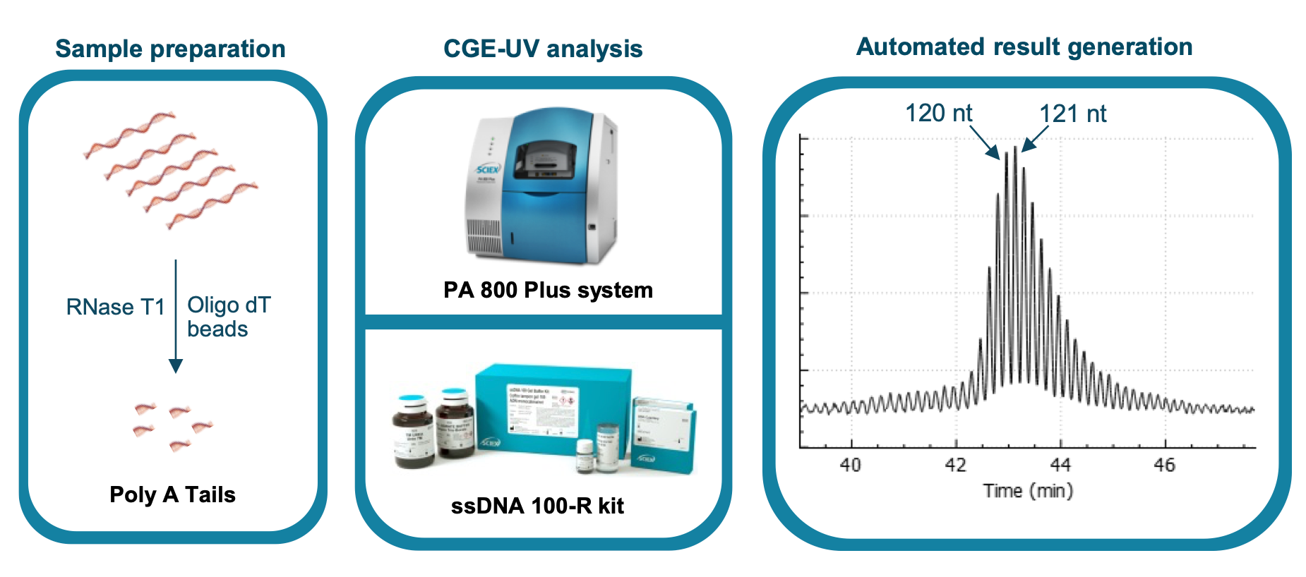 Figure 1. Workflow for mRNA poly(A) tail analysis by CGE-UV. Here, the mRNA sample is first digested with RNase T1. The poly(A) tails released are then purified with oligo dT conjugated magnetic beads and separated on the PA 800 Plus system using the ssDNA 100-R kit. The electropherogram in the right panel demonstrates single-nucleotide resolution of >120 nucleotides of a typical poly(A) tail profile obtained from a digested mRNA sample. Credit: SCIEX.