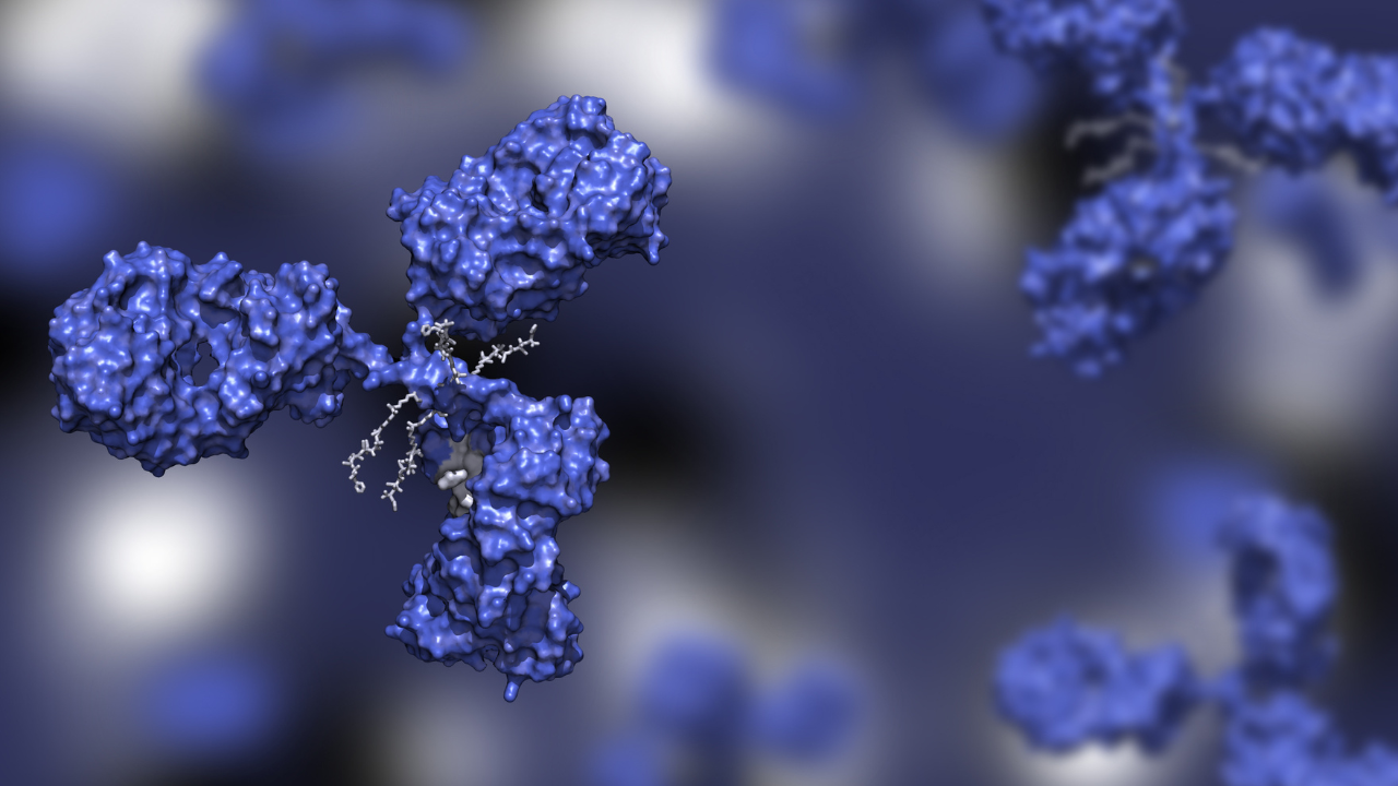 Antibody drug conjugate in blue with four drug compounds linked to IgG immunoglobulin; ADC in blue against blue background 3d render. Image Credit: Adobe Stock Images/huensctructurebio.com 